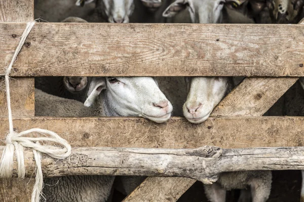 Chèvres regardent hors de l'écurie — Photo