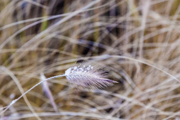 Herbe de pampa congelée en hiver — Photo