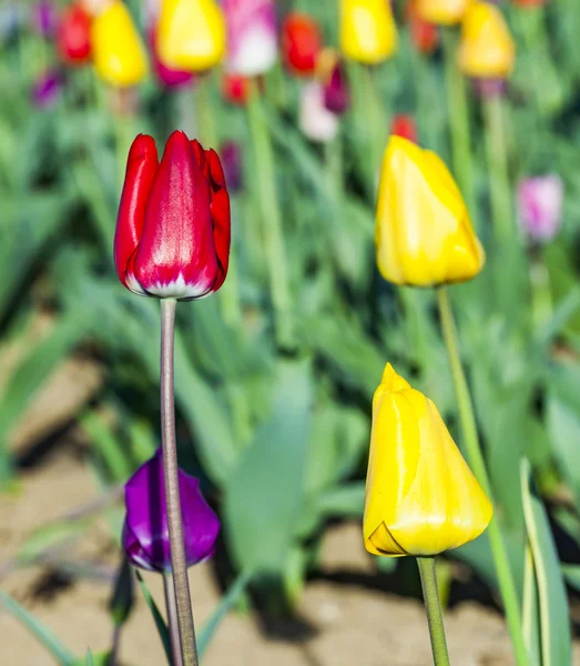 Bahar alan renkli Lale ile — Stok fotoğraf