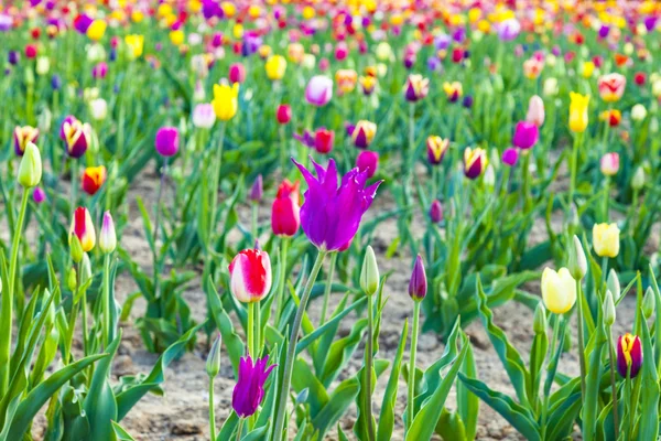 Pole s kvetoucí barevné tulipány — Stock fotografie