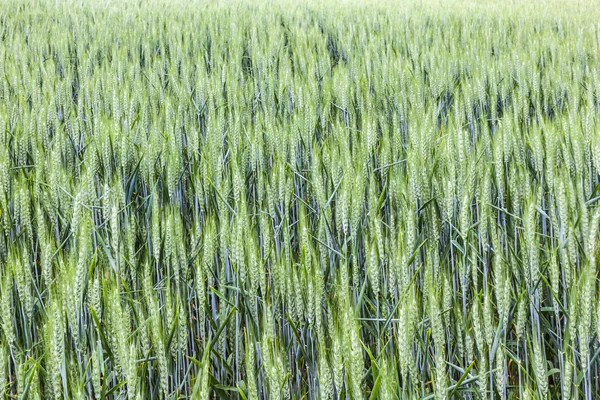 Beautiful pattern of green grain in grainfield — Stock Photo, Image