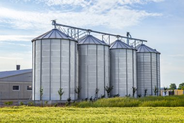 silver silos in corn field