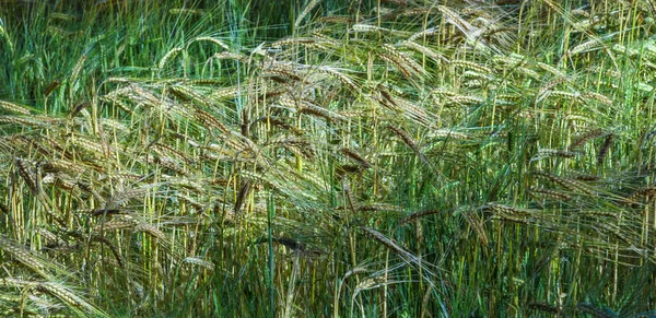 Érett kukorica a területen — Stock Fotó