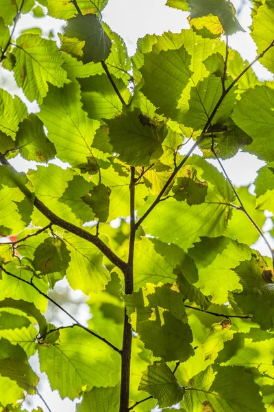 Zelené listy z lískových ořechů — Stock fotografie