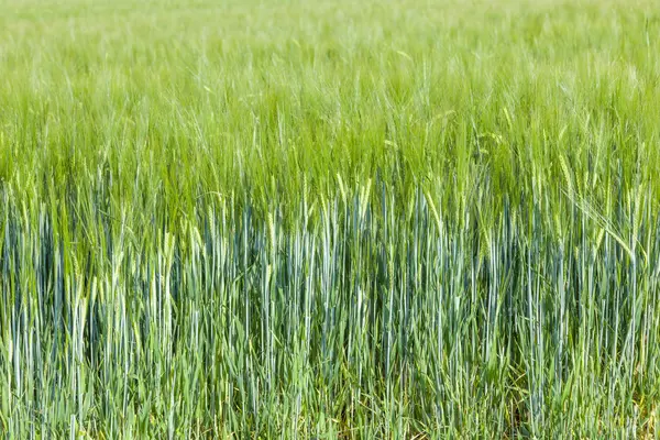 Gröna fältet sommartid — Stockfoto