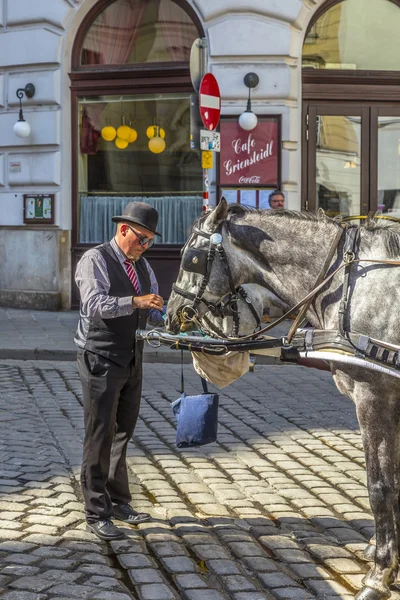 Coachman van traditionele paardrijden in Wenen voedt de paarden — Stockfoto