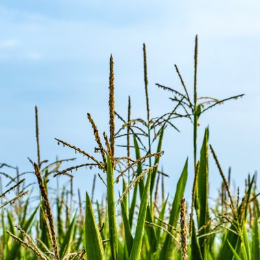 Hint Mısır çiğ damlaları ile ayrıntılı olarak bırakır