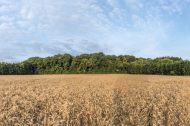 Orman arka planda alanıyla Mısır 