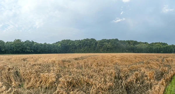 Kukorica a területen a háttérben erdő — Stock Fotó