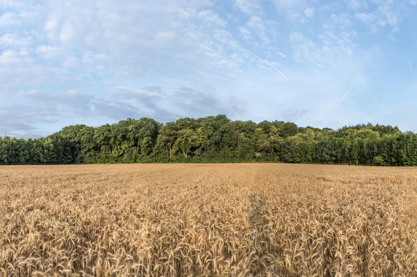 Orman arka planda alanıyla Mısır 