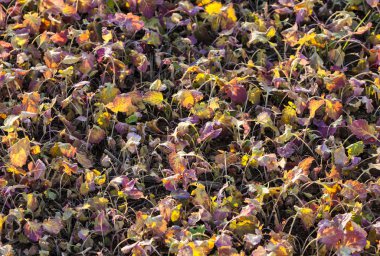 alandan sonra günbatımı hasat bitkileri ile