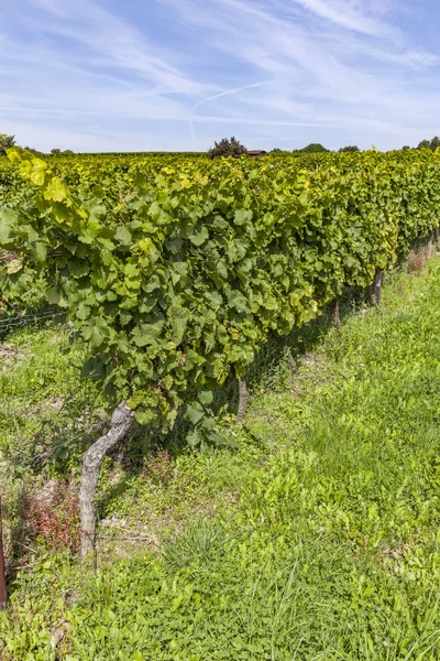 Uvas hermosas en el viñedo — Foto de Stock