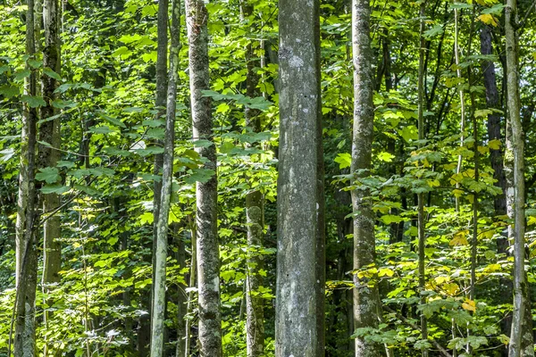 Árboles en el bosque salvaje —  Fotos de Stock