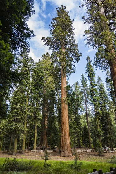 Grandi sequoie nel bellissimo parco nazionale della sequoia — Foto Stock