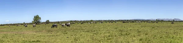 Vacas pastando en el prado — Foto de Stock