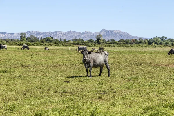 Vaches broutant sur la prairie — Photo