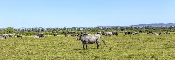 Vaches broutant sur la prairie — Photo