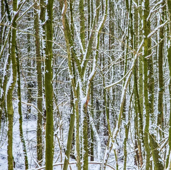 Bomen met sneeuw in bos — Stockfoto