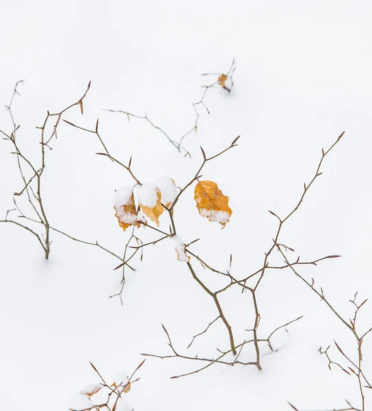 Pozostawia się szczegółowo ze śniegiem w lesie — Zdjęcie stockowe
