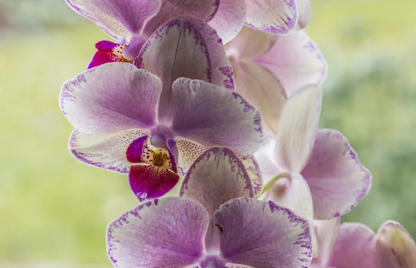 Violet blooming orchids — Stock Photo, Image