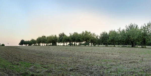 Äppelträd i vackra landskap i morgonljus — Stockfoto