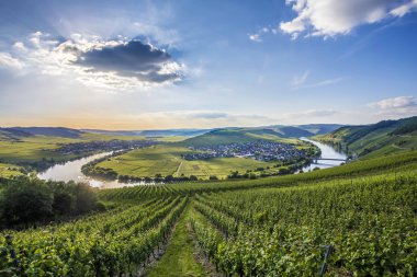ünlü Moselle Nehri Trittenheim döngüde 