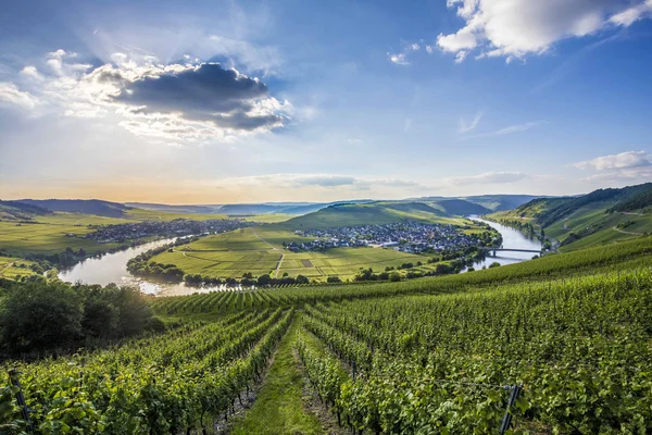 Ünlü Moselle Nehri Trittenheim döngüde — Stok fotoğraf