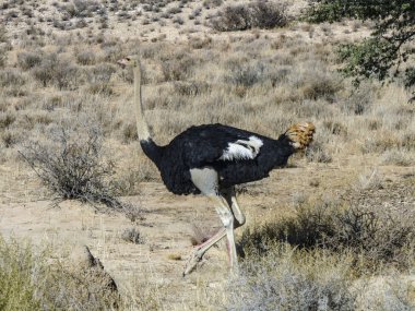 Savannah vahşi bir devekuşu  