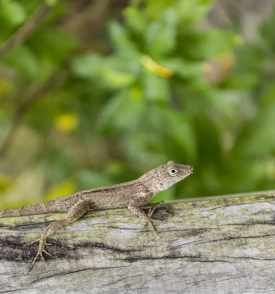 Petit reptile sur une écorce de bois à Dominika — Photo