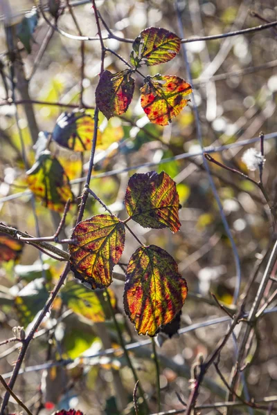 Feuilles en couleur automne en détail — Photo