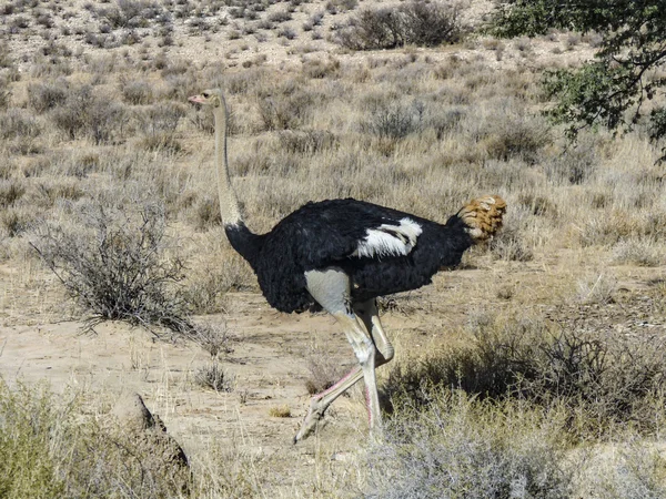 Uma avestruz selvagem na savana — Fotografia de Stock