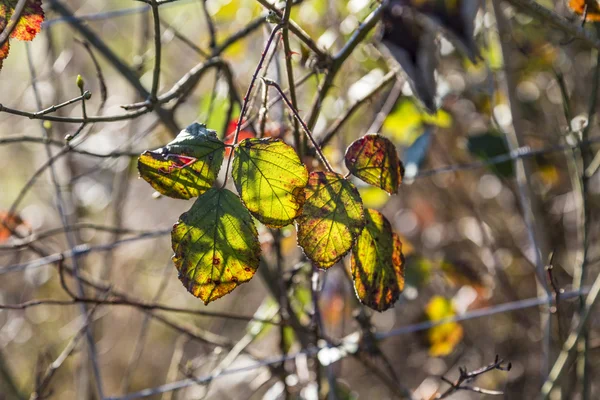 Feuilles en couleur automne en détail — Photo