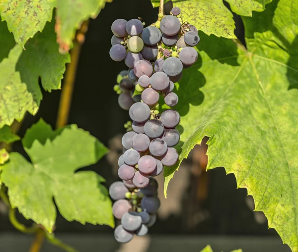 Blue grape cluster on vine closeup photo — Stock Photo, Image