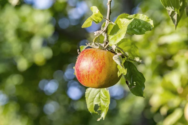 Primeros planos de manzanas rojas, detalle de rama de árbol — Foto de Stock