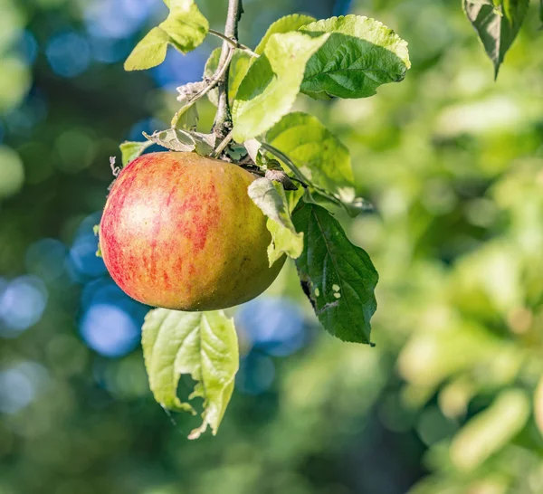 Rote Äpfel Nahaufnahme, Baumzweig Detail — Stockfoto