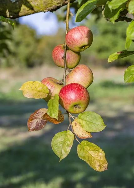 Kırmızı elma Closeup, ağaç dalı detay — Stok fotoğraf