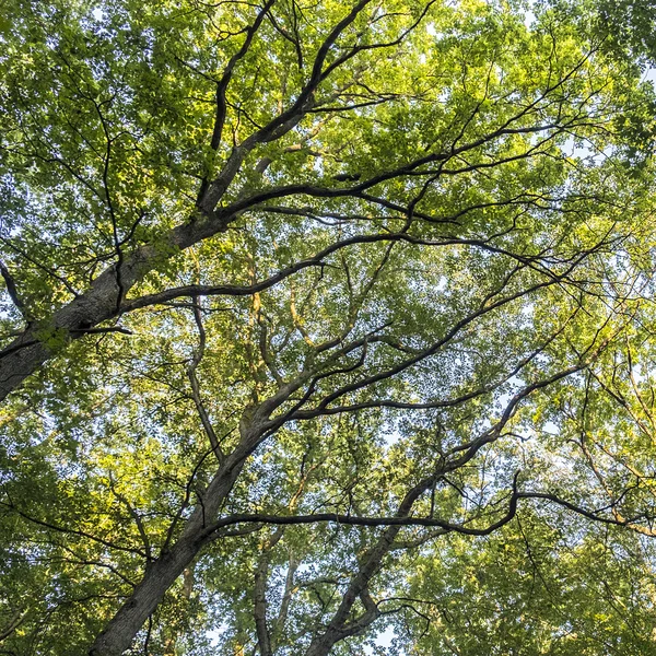 Árvores caducifólias altas na floresta caduca — Fotografia de Stock