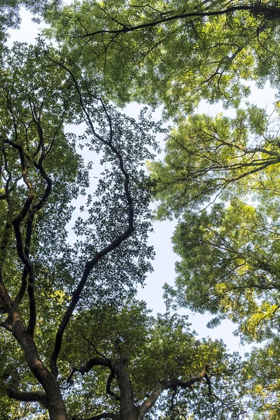 Hoge loofbomen in de bladverliezende wouden — Stockfoto