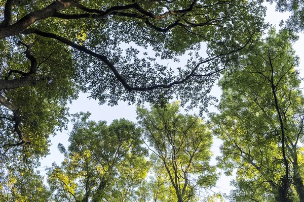 High deciduous trees in deciduous forest — Stock Photo, Image