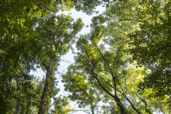 Vysoké listnaté stromy v listnatý les — Stock fotografie
