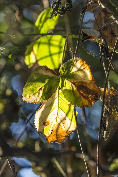 Detalle de las hojas en colores indios de verano — Foto de Stock