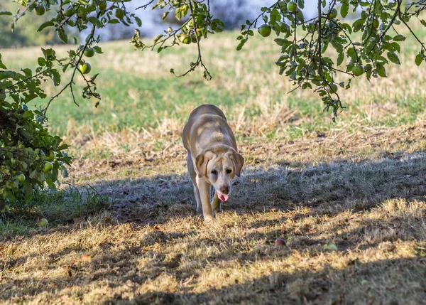 Roztomilý pes labrador — Stock fotografie