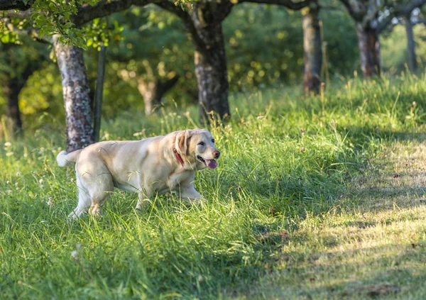 Χαριτωμένος σκύλος labrador — Φωτογραφία Αρχείου