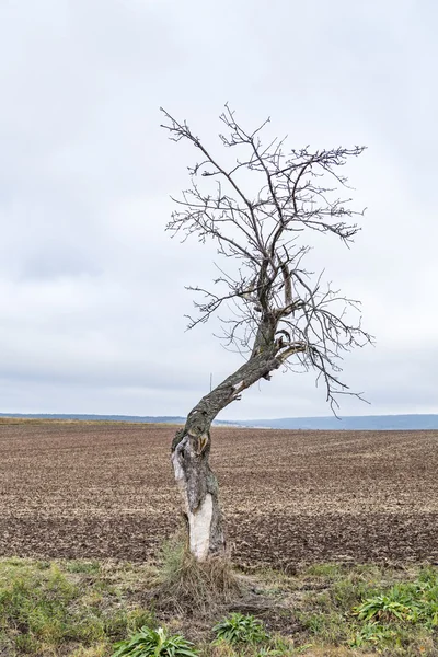 古いりんごの木は牧草地で育つ — ストック写真