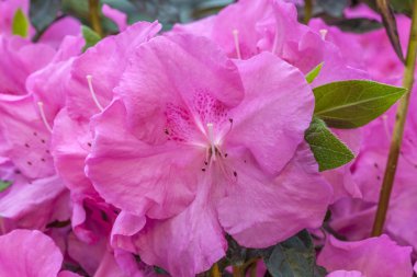 Pembe rhododendron çiçeği