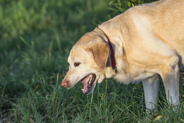 Lindo perro labrador — Foto de Stock