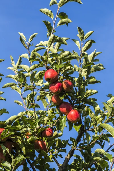 Rote Äpfel wachsen auf einem Ast vor blauem Himmel — Stockfoto