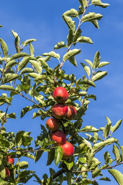 Röda äpplen växa på en gren mot blå himmel — Stockfoto