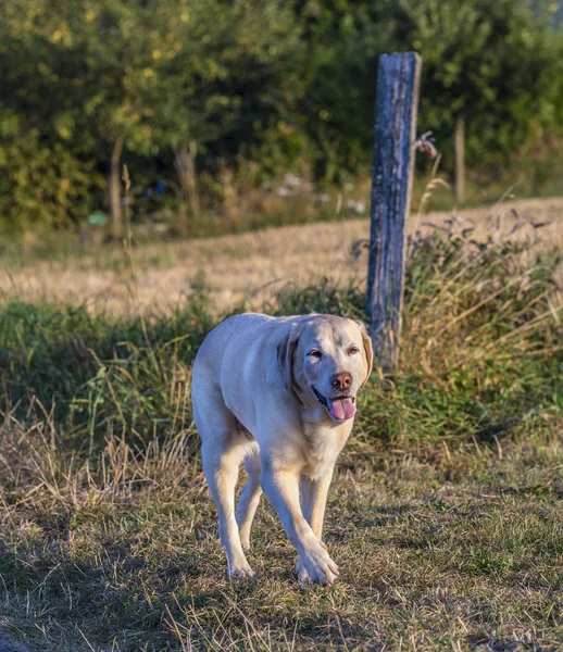 Χαριτωμένος σκύλος labrador — Φωτογραφία Αρχείου