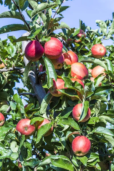 Red apples grow on a branch against blue sky — Stock Photo, Image